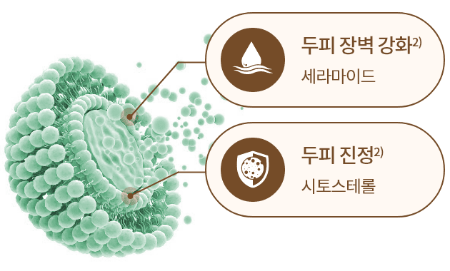 두피 장벽 강화2) 세라마이드 / 두피 진정 시토스테롤2)